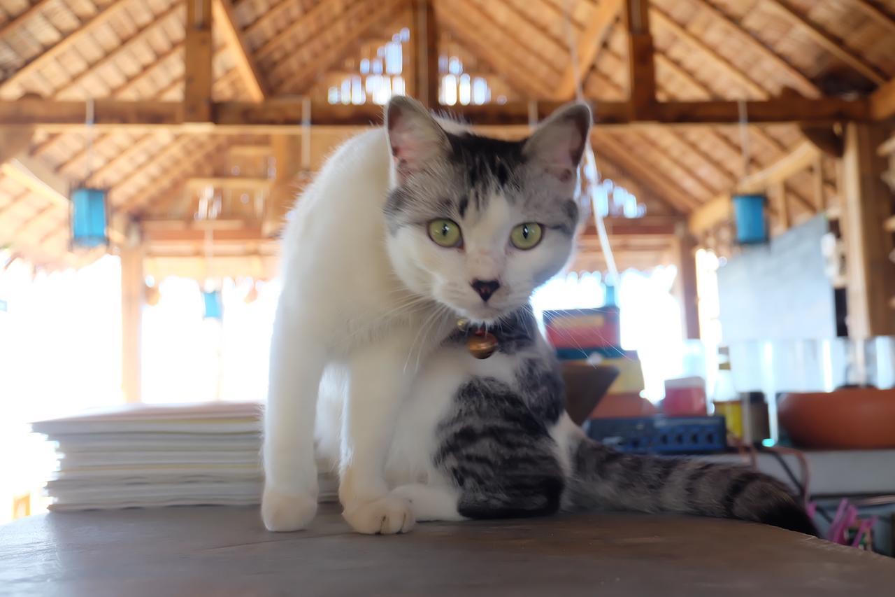 Monkey Bungalow Ko Lanta Esterno foto